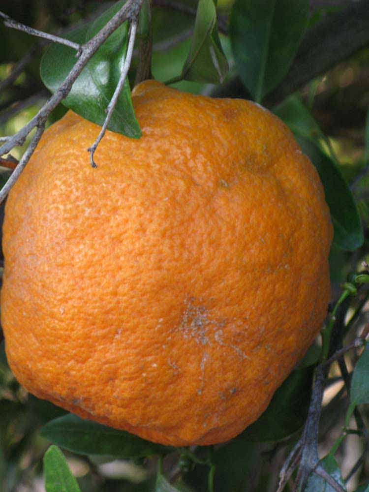            Fruit (Riverside, CA)   